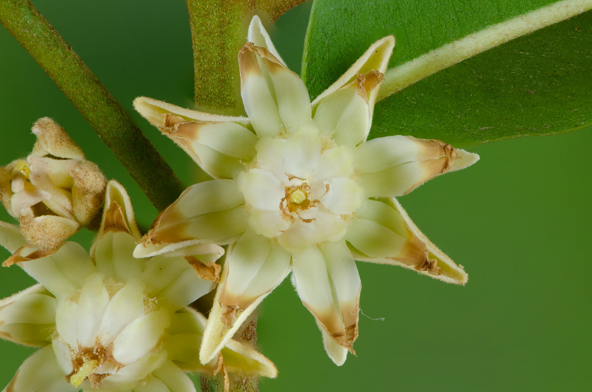 北京園藝助手App開發(fā)，打造多彩花園的數(shù)字秘籍