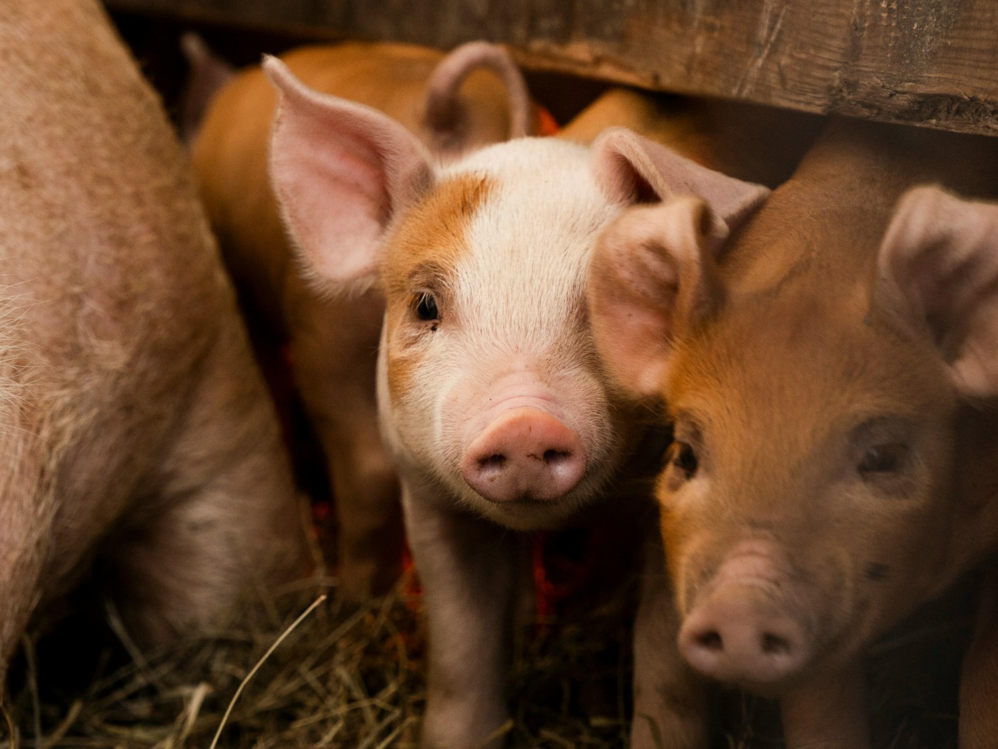 北京養(yǎng)豬學(xué)習(xí)工具軟件開發(fā)，一鍵掌握養(yǎng)豬知識