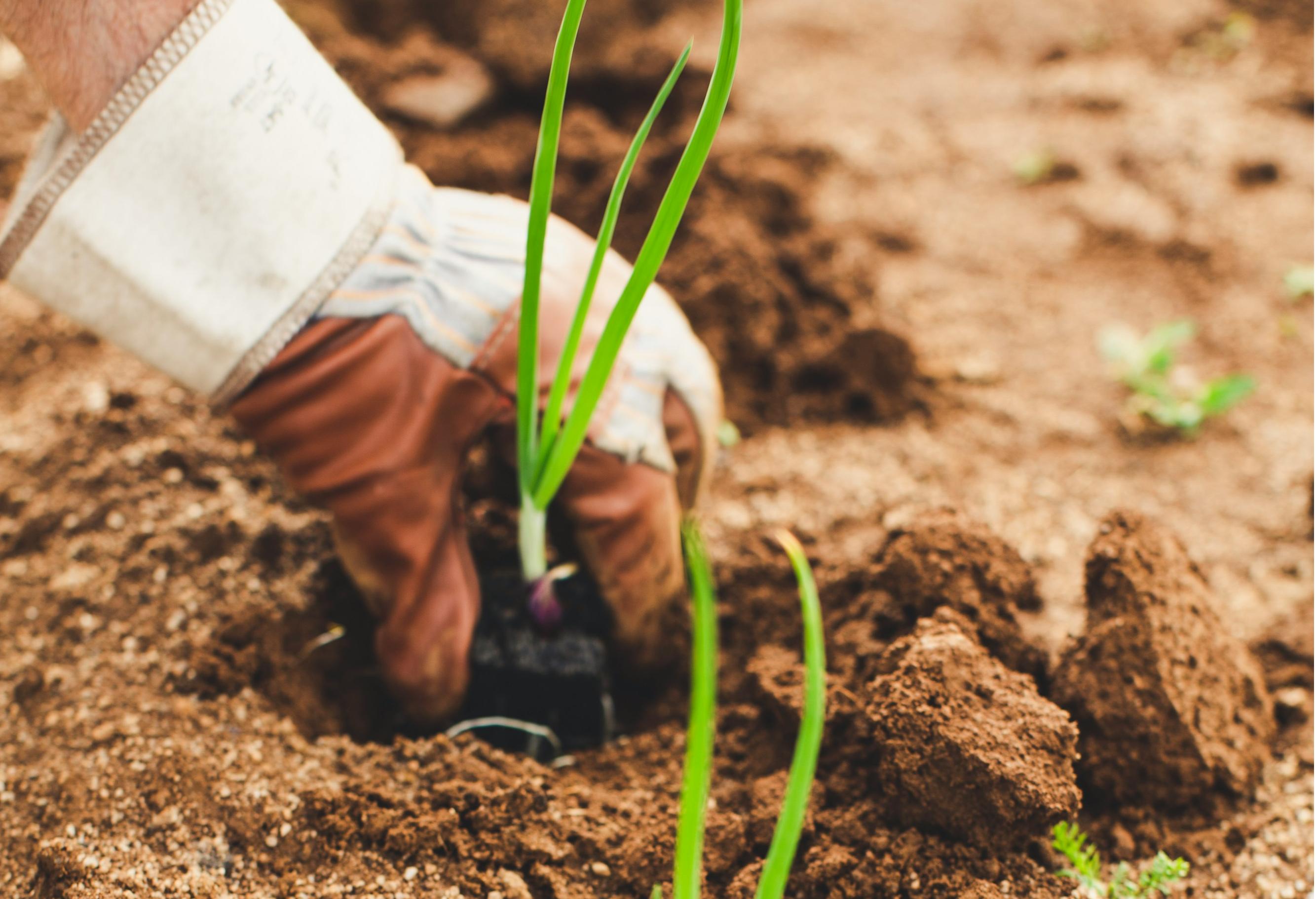 石家莊智慧農(nóng)業(yè)App開(kāi)發(fā)，科技賦能農(nóng)業(yè)突破
